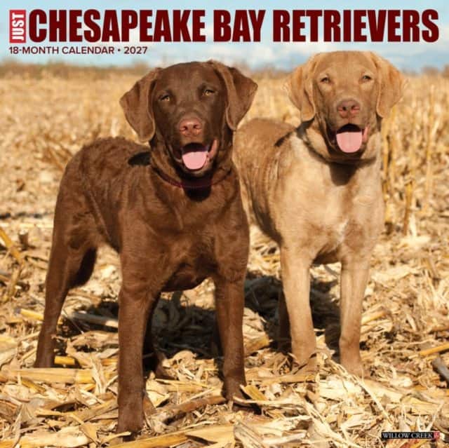 Chesapeake Bay Retrievers 2027 Wall av Willow Creek Press