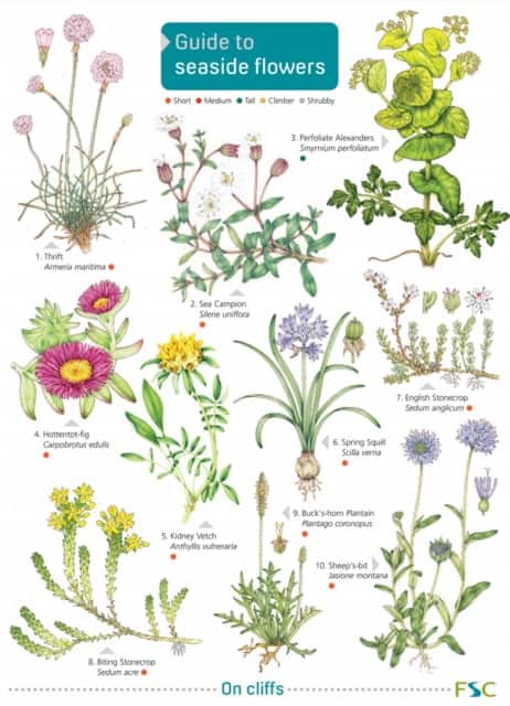 Seaside Flowers av Simon Norman