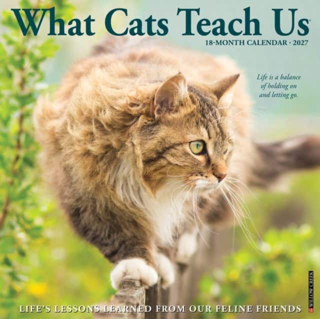What Cats Teach Us 2027 Wall av Willow Creek Press