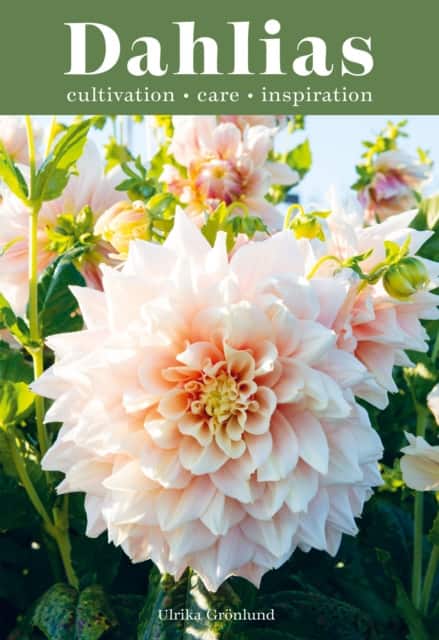 Dahlias av Ulrika Grönlund