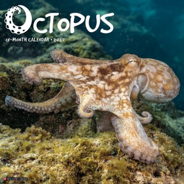 Octopus 2027 Wall