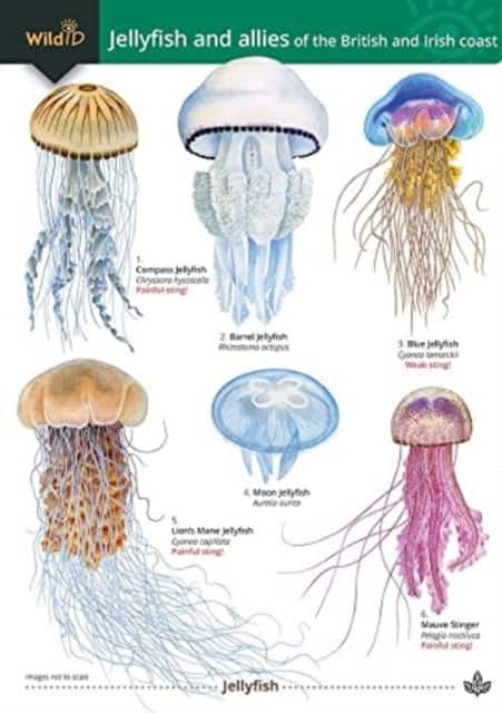 Jellyfish and allies of the British and Irish Coast av Rebekah Trehern
