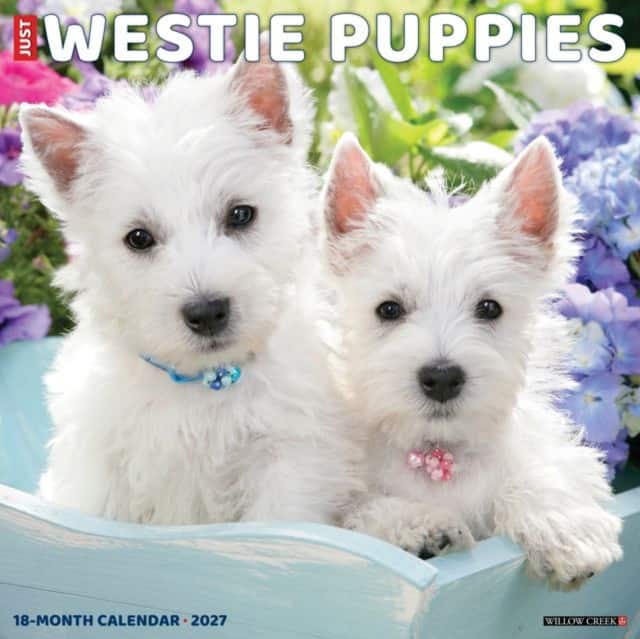 Westie Puppies 2027 Wall av Willow Creek Press