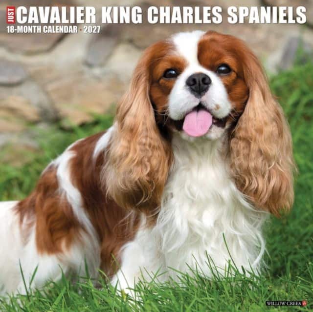 Cavalier King Charles Spaniels 2027 Wall av Willow Creek Press