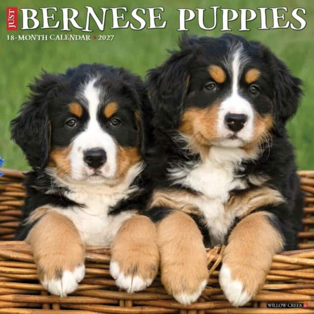 Bernese Mountain Puppies 2027 Wall av Willow Creek Press