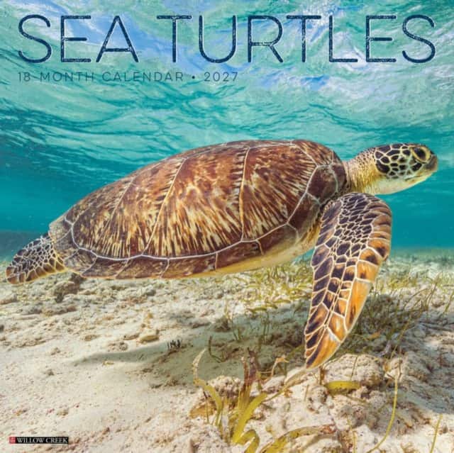 Sea Turtles 2027 Wall av Willow Creek Press