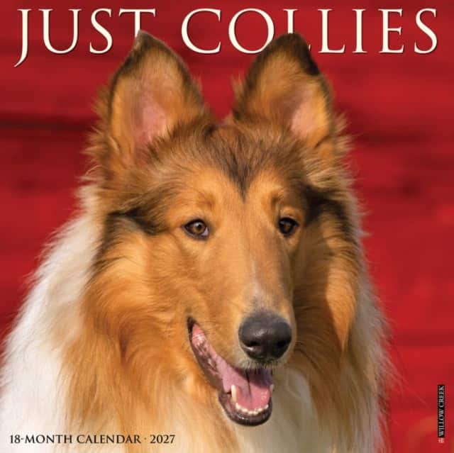 Collies 2027 Wall av Willow Creek Press