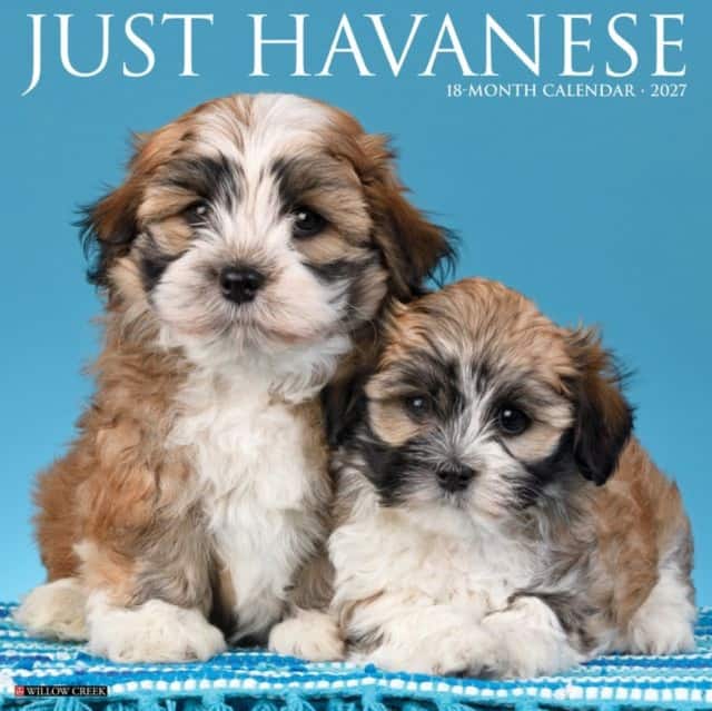 Havanese 2027 Wall av Willow Creek Press