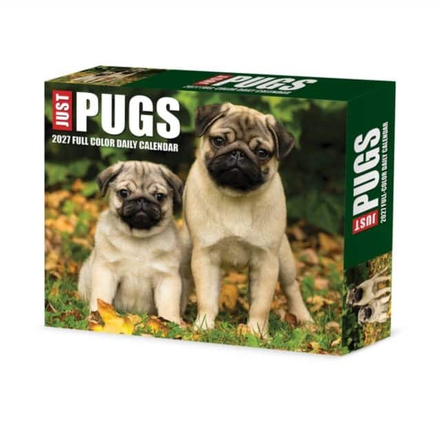 Pugs 2027 Box av Willow Creek Press