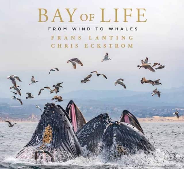 Bay of Life av Frans Lanting