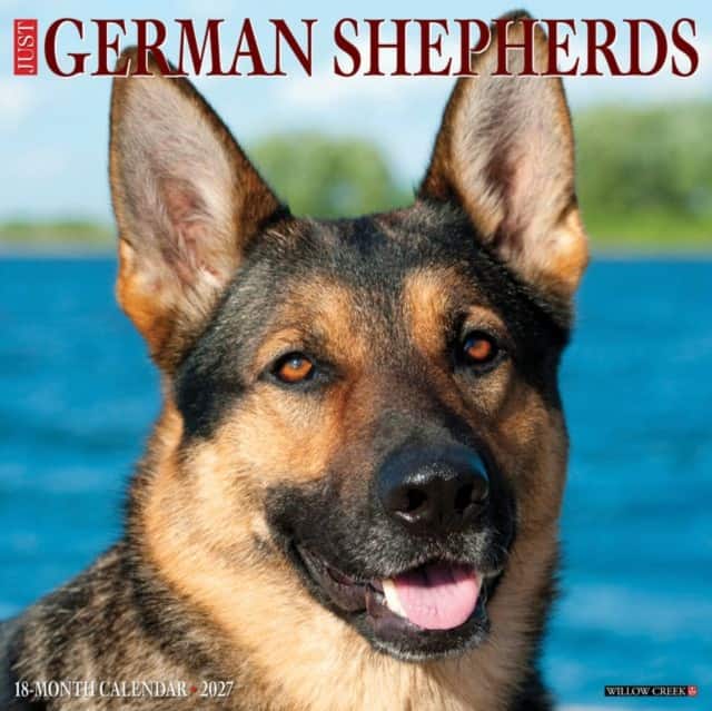 German Shepherds 2027 Wall av Willow Creek Press