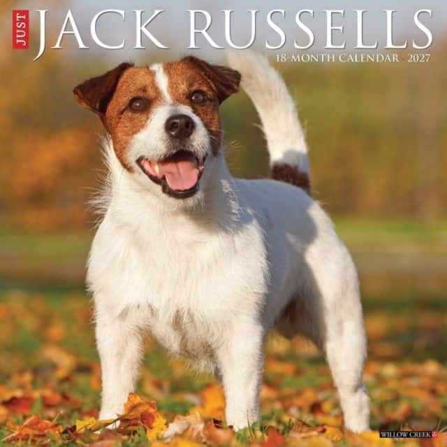 Jack Russells 2027 Wall av Willow Creek Press