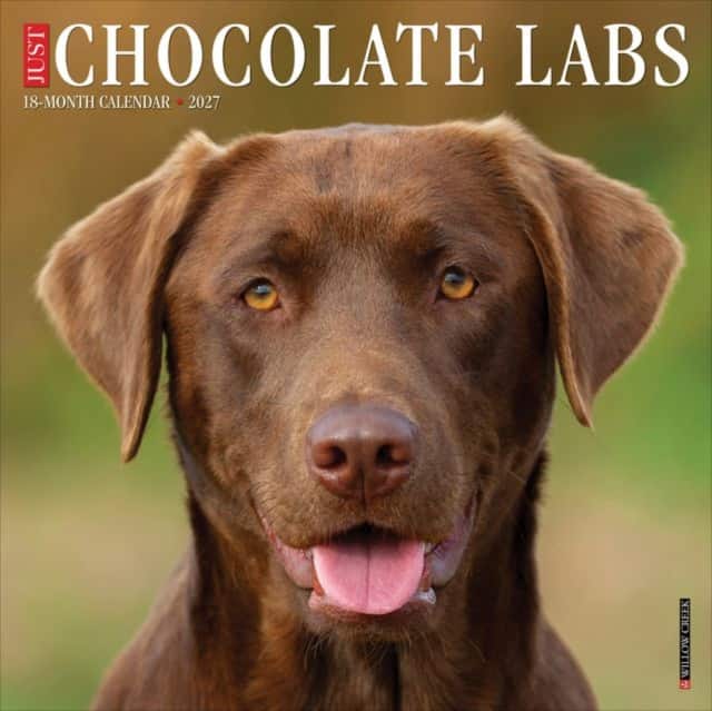 Chocolate Labs 2027 Wall av Willow Creek Press