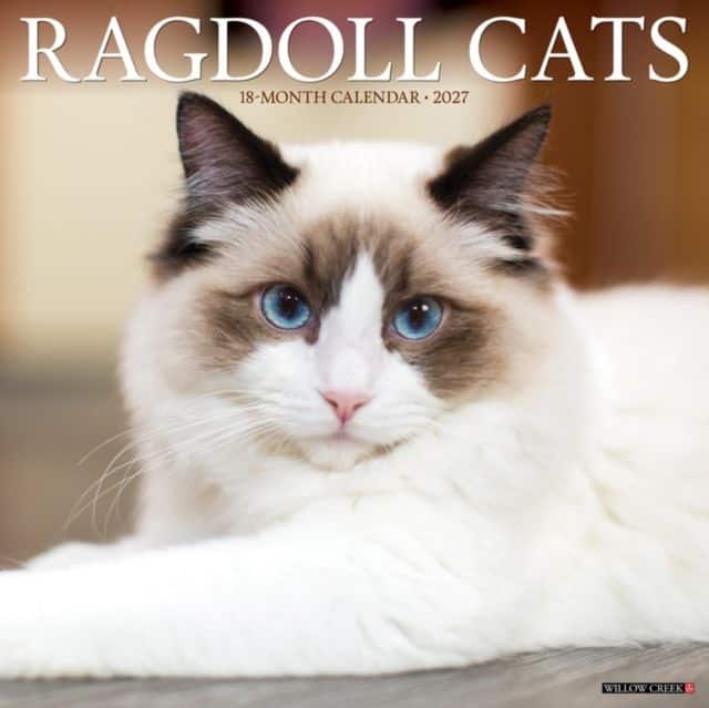 Ragdoll Cats 2027 Wall av Willow Creek Press