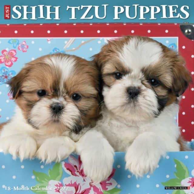 Shih Tzu Puppies 2027 Wall av Willow Creek Press