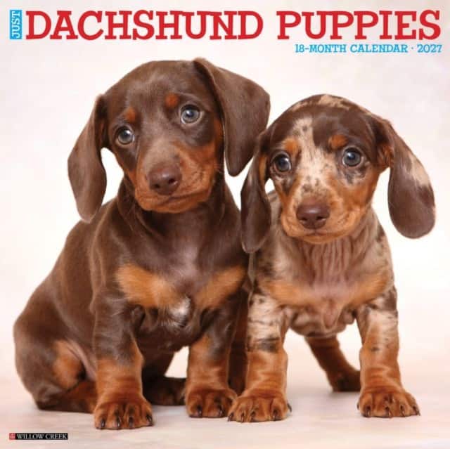 Dachshund Puppies 2027 Wall av Willow Creek Press