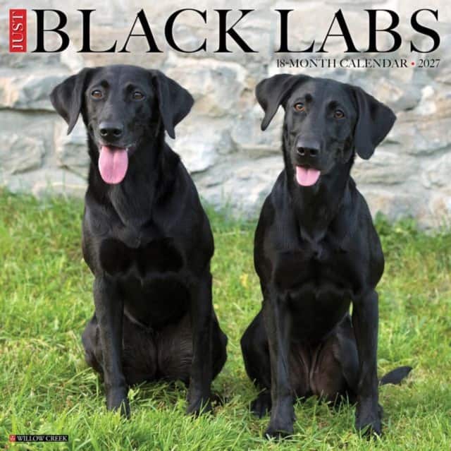 Black Labs 2027 Wall av Willow Creek Press
