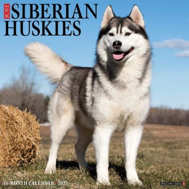 Siberian Huskies 2027 Wall av Willow Creek Press