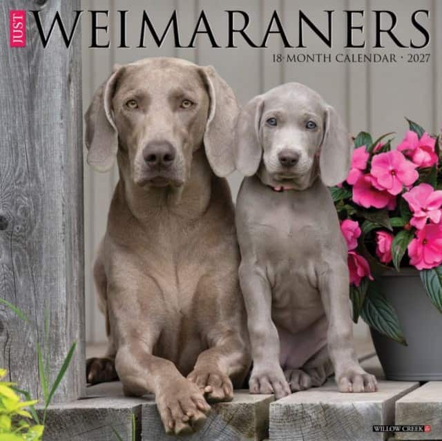 Weimaraners 2027 Wall av Willow Creek Press