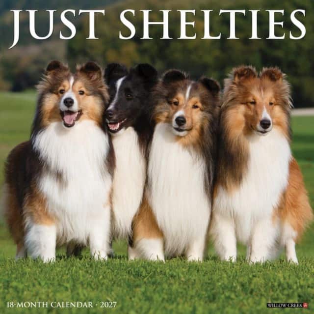 Shelties 2027 Wall av Willow Creek Press
