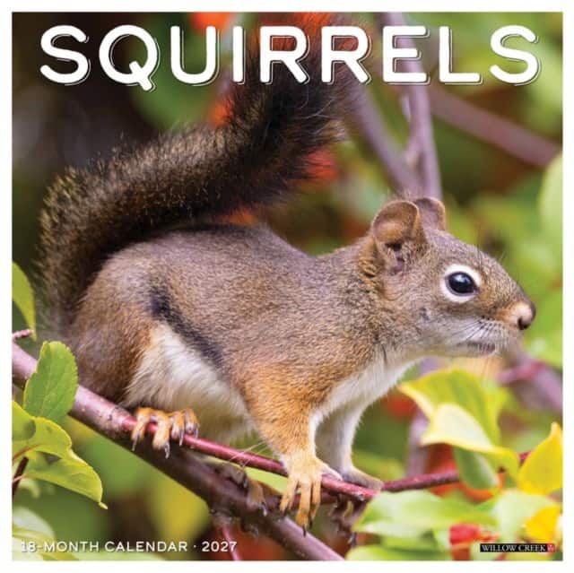 Squirrels 2027 Wall av Willow Creek Press