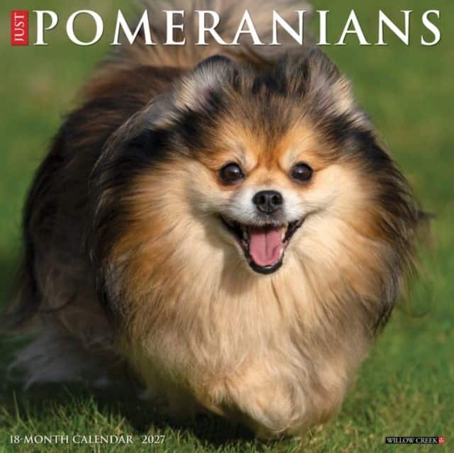 Pomeranians 2027 Wall av Willow Creek Press