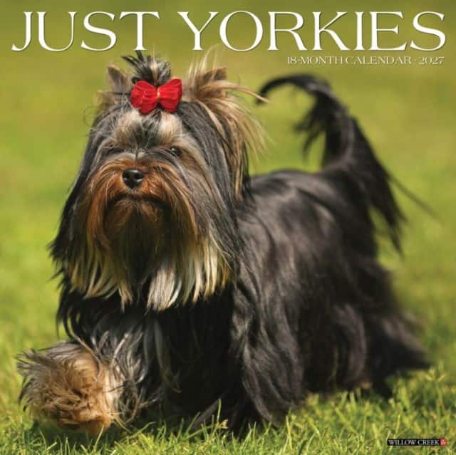 Yorkies 2027 Wall av Willow Creek Press