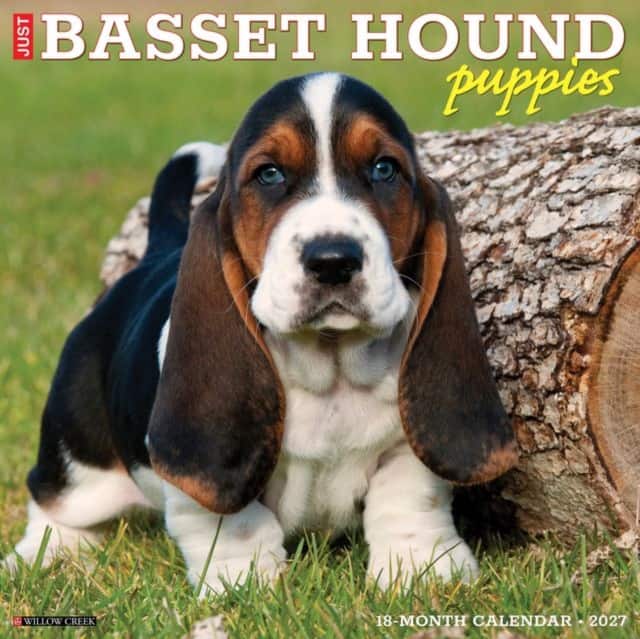 Basset Hound Puppies 2027 Wall av Willow Creek Press