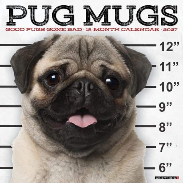 Pug Mugs 2027 Wall av Willow Creek Press