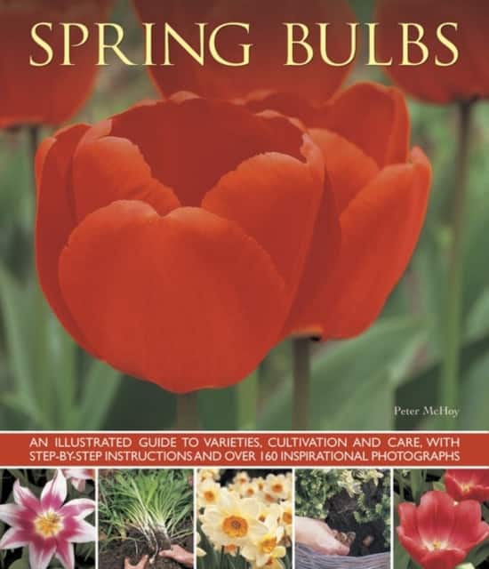 Spring Bulbs av Mchoy Peter