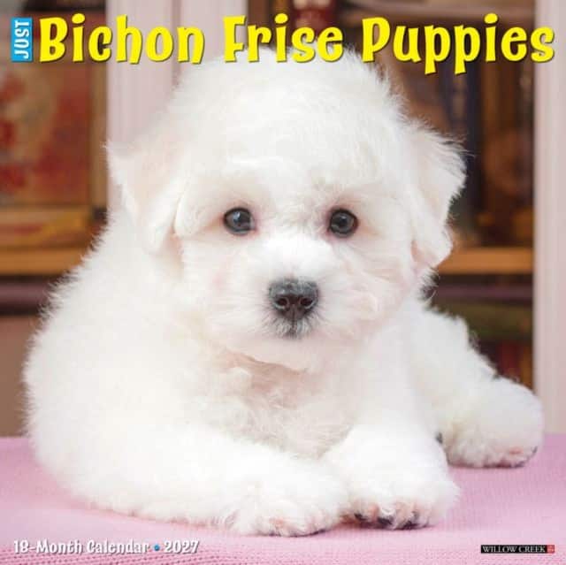 Bichon Frise Puppies 2027 Wall av Willow Creek Press
