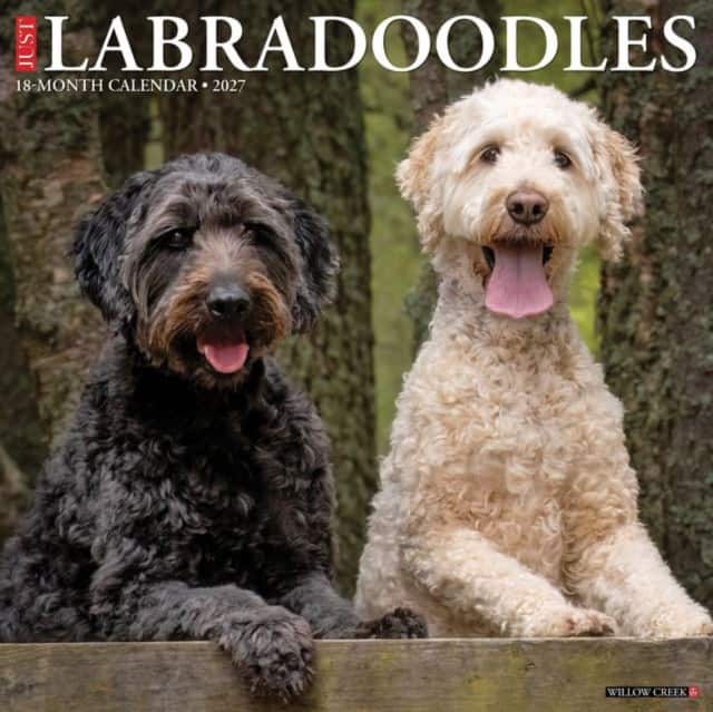 Labradoodles 2027 Wall av Willow Creek Press