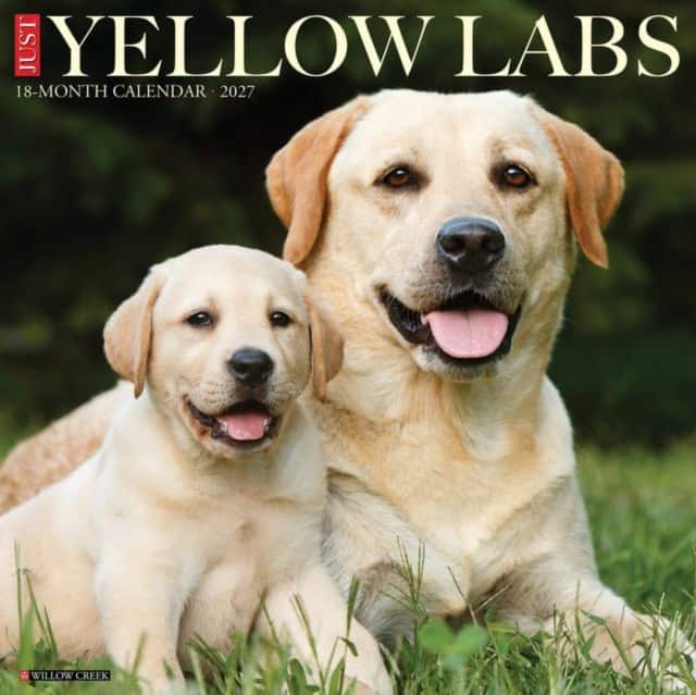 Yellow Labs 2027 Wall av Willow Creek Press