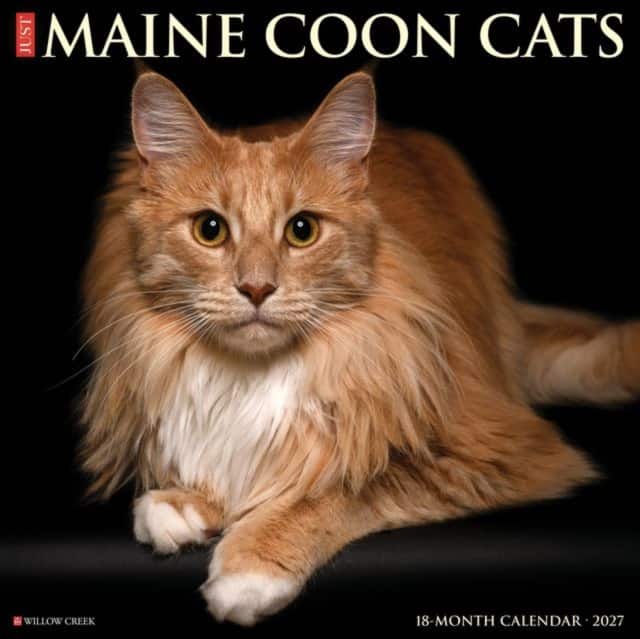 Maine Coon Cats 2027 Wall av Willow Creek Press