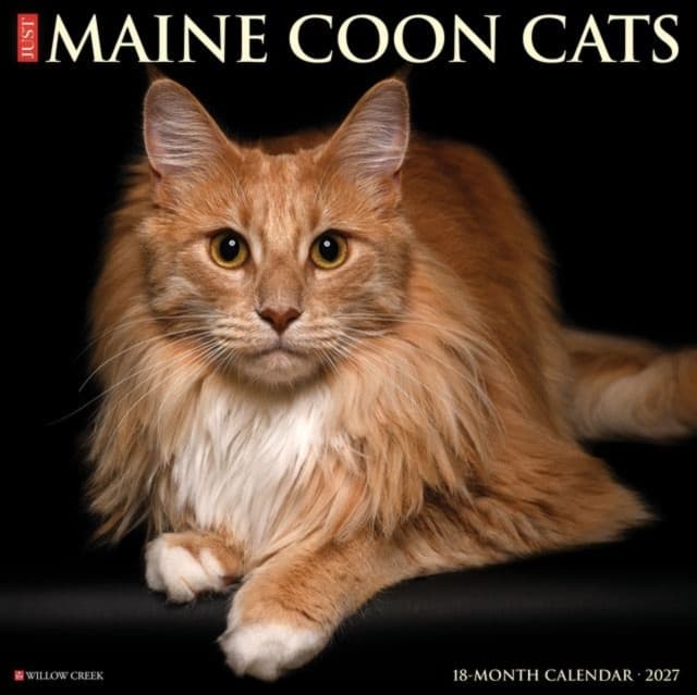 Maine Coon Cats 2027 Wall