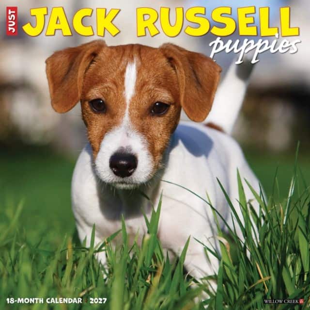 Jack Russell Puppies 2027 Wall av Willow Creek Press