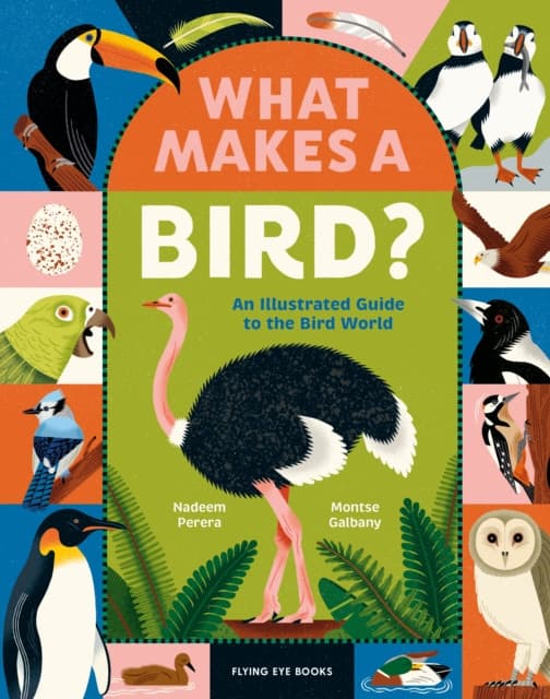 What Makes a Bird?: An Illustrated Guide to the Bird World