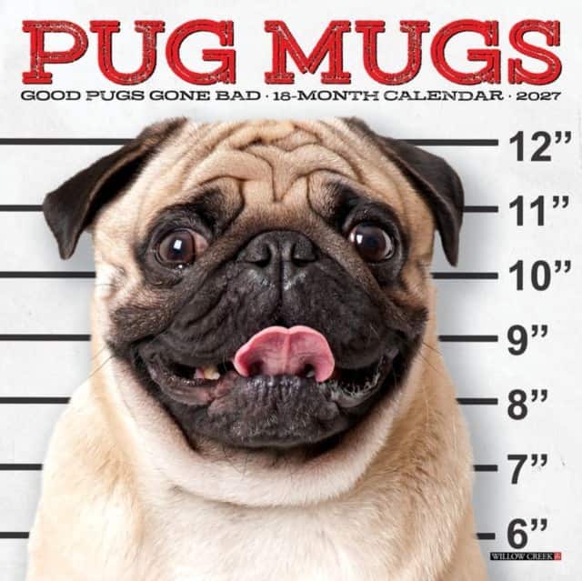 Pug Mugs 2027 Mini av Willow Creek Press