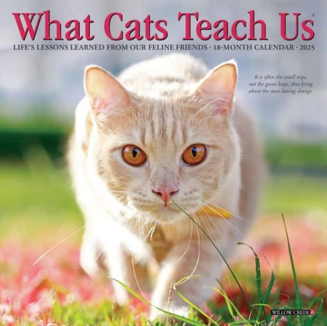 What Cats Teach Us 2027 Mini av Willow Creek Press