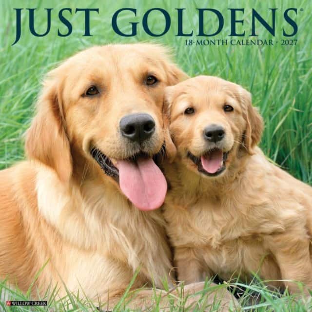 Goldens 2027 Wall av Willow Creek Press