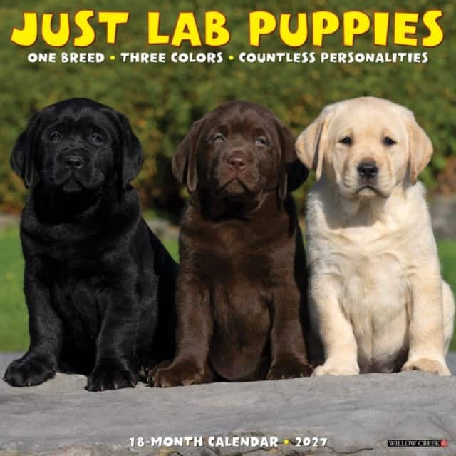 Lab Puppies 2027 Wall av Willow Creek Press