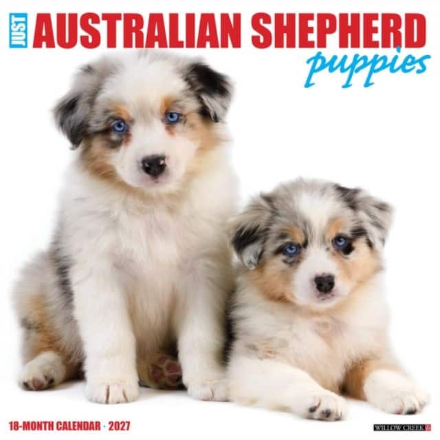 Australian Shepherd Puppies 2027 Wall av Willow Creek Press