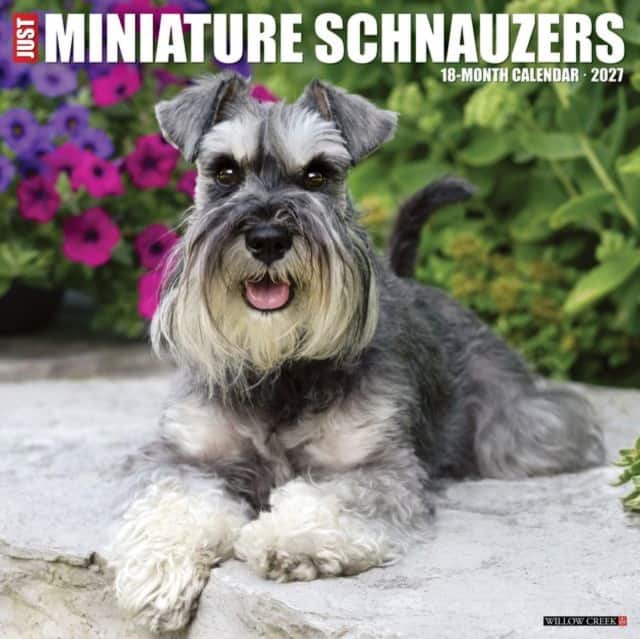 Miniature Schnauzers 2027 Wall av Willow Creek Press