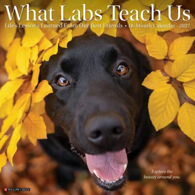 What Labs Teach Us 2027 Wall av Willow Creek Press