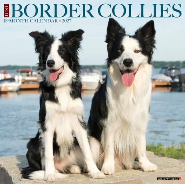 Border Collies 2027 Wall av Willow Creek Press