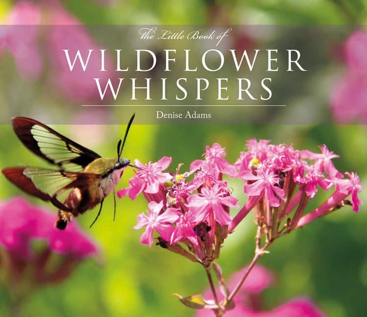 The Little Book of Wildflower Whispers av Adams Denise