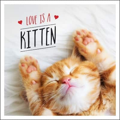 Love is a Kitten: A Cat-Tastic Celebration of the World's Cutest Kittens av Charlie Ellis