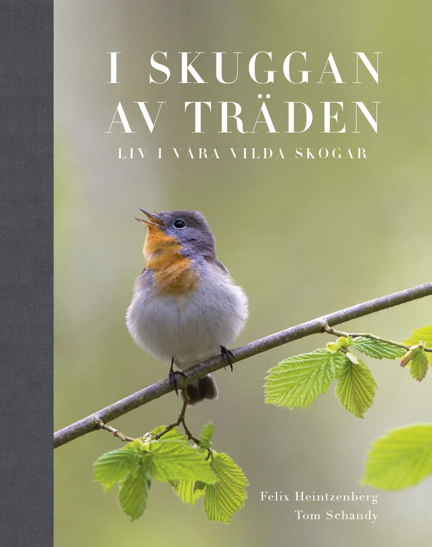 I Skuggan av träden : liv i våra vilda skogar av Felix Heintzenberg