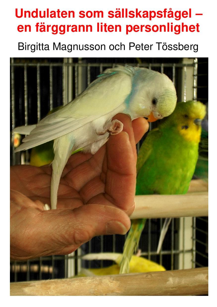 Undulaten som sällskapsfågel : en färggrann liten personlighet